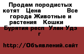 Продам породистых котят › Цена ­ 15 000 - Все города Животные и растения » Кошки   . Бурятия респ.,Улан-Удэ г.